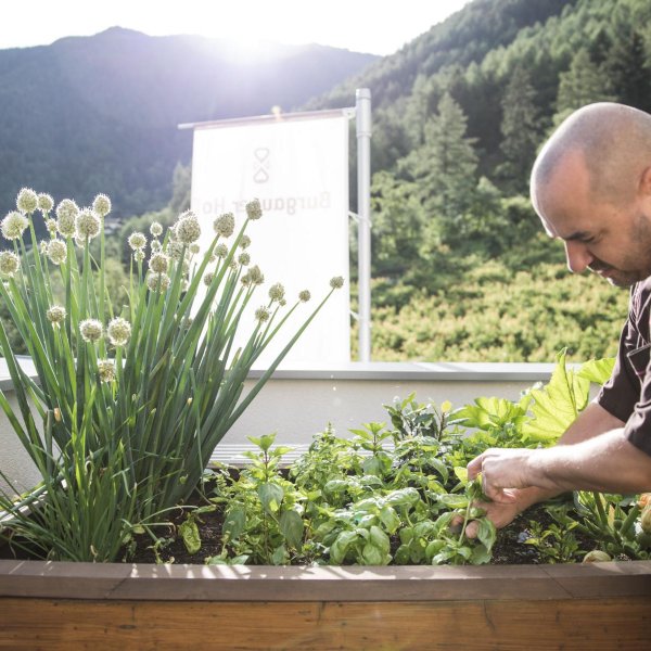 Der Chefkoch bei der Auswahl von frischen Gartenkräutern für unser Südtiroler Halbpension Wahlmenü