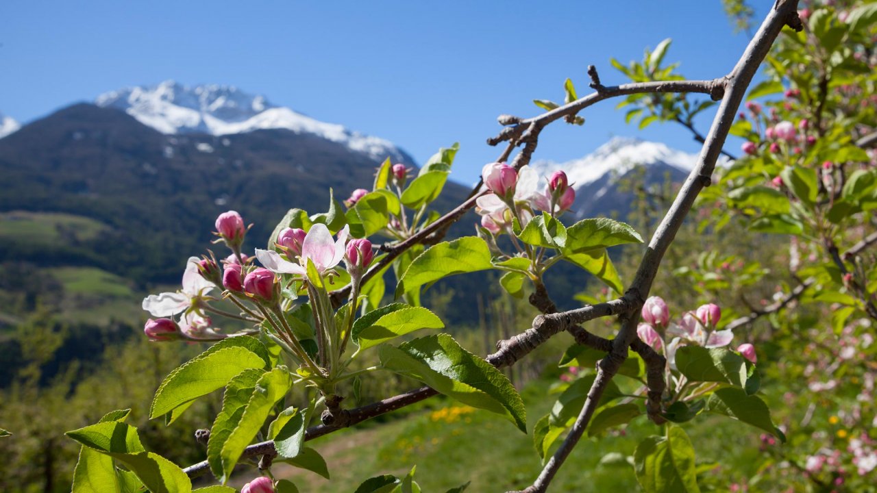 Apfelblüte in Südtirol im Vinschgau